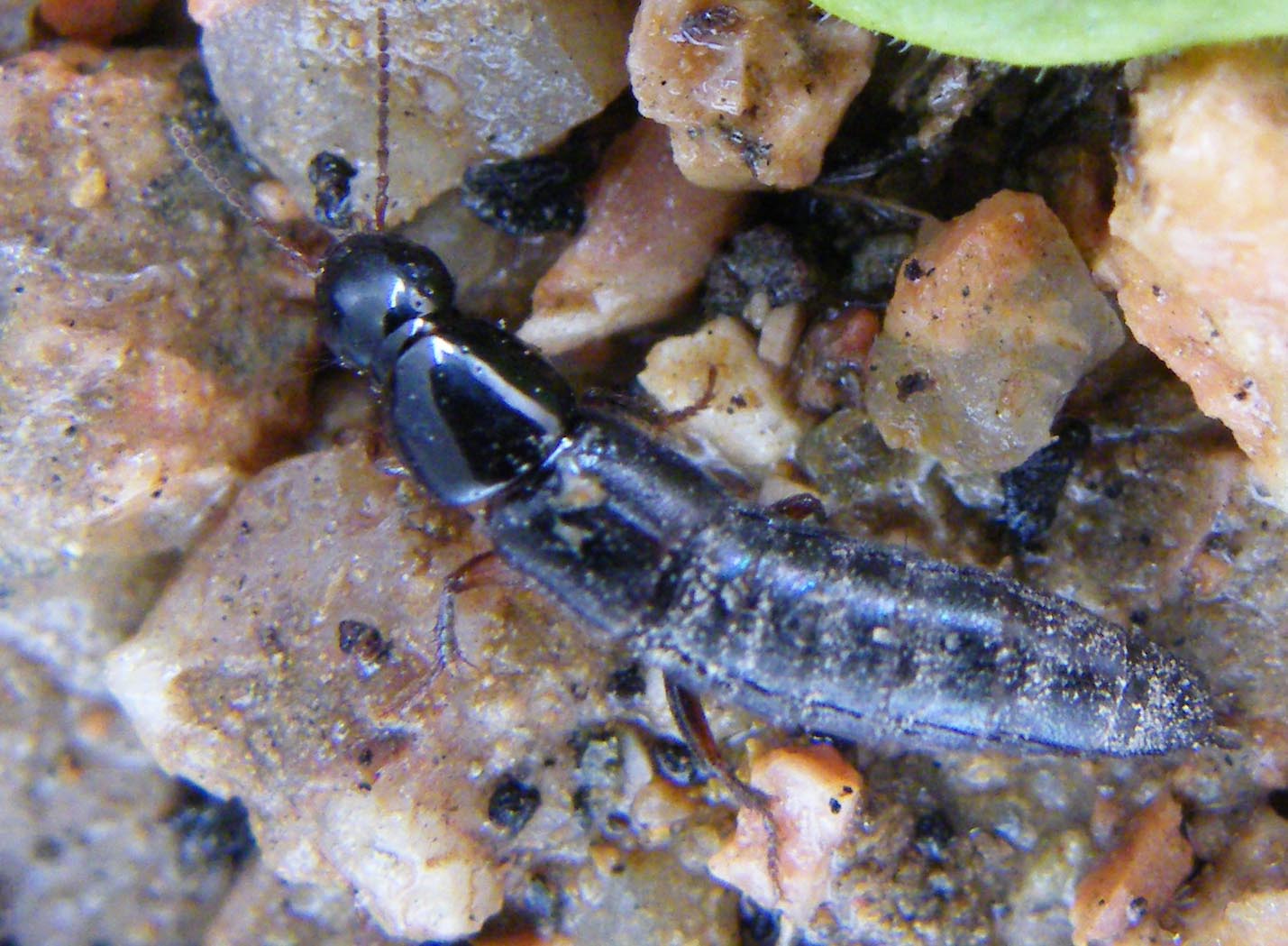 Stafilinide da identificare: Quedius levicollis